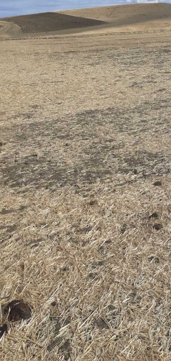 Satılır torpaq 7378 sot — Torpaq, Şamaxı (2)