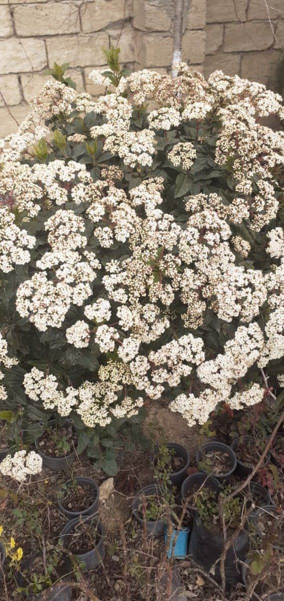 Kalina gülü — Bitkilər, Bakı (3)
