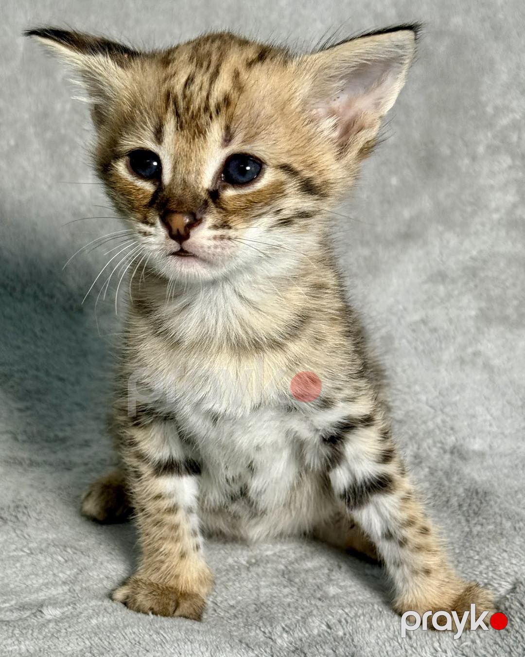 Savannah F5 balaları mövcuddur — Bengal, Bakı (7)