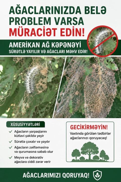 Amerikan ağ kəpənəyin dərmanlaması — Bakı