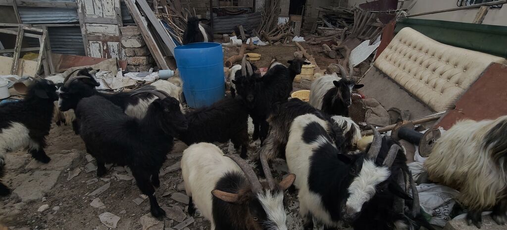 Dişi, il: 2, Damazlıq, Ünvandan götürmə — Kənd təsərrüfatı heyvanları, Bakı (4)