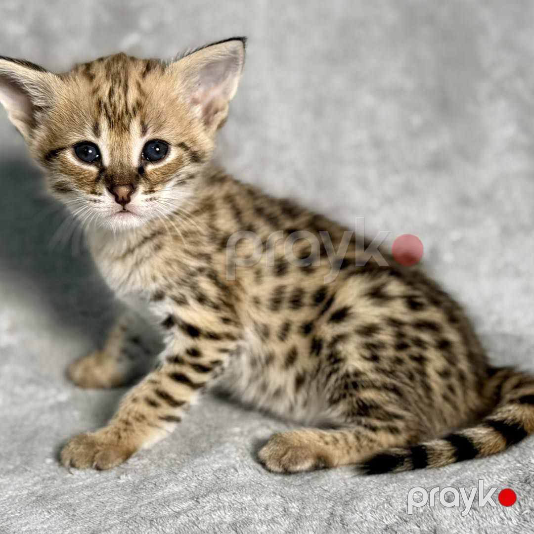 Savannah F5 balaları mövcuddur — Bengal, Bakı (9)