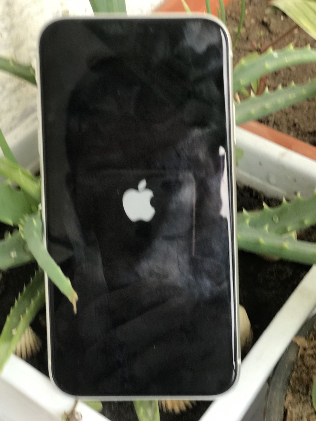 Apple iPhone XR White 256GB/3GB — Smartfonlar, Bakı (3)