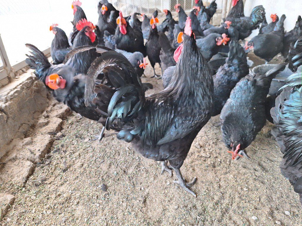 Mayalı avstralorp toyuğu yumurtası — Quşlar, Bakı (8)
