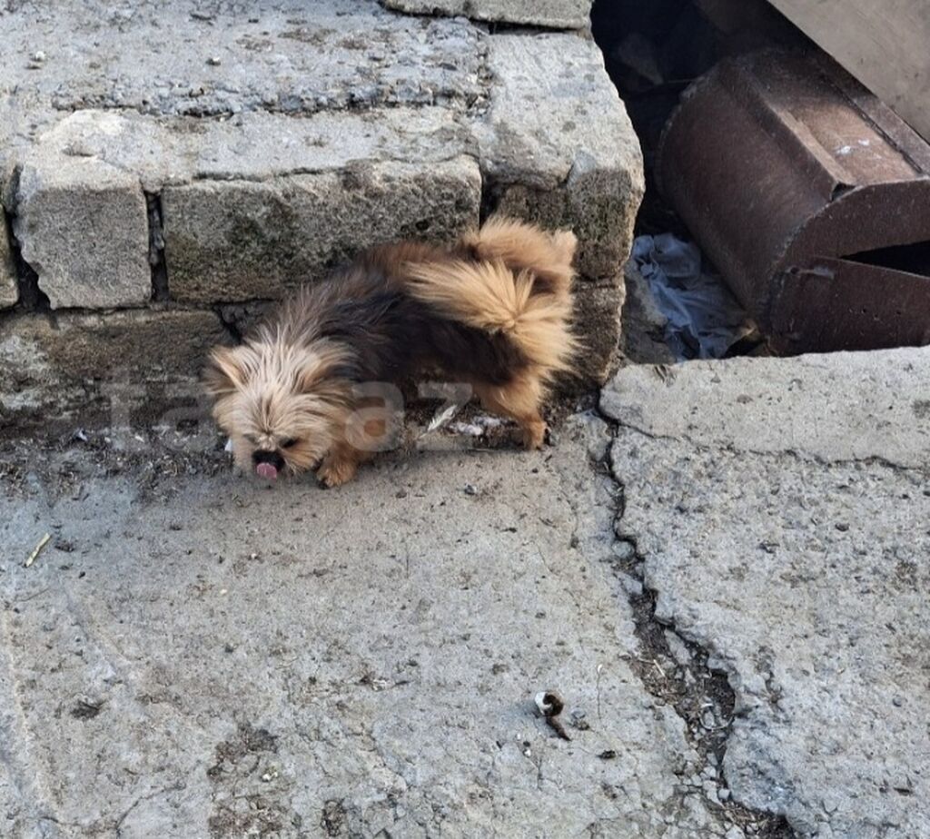 Bolonka, 11 ay — Köpəklər, Mehdiabad (5)