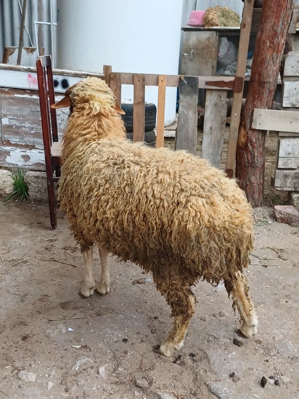 Erkək, il: 8, 44 kq, Damazlıq, Ödənişli çatdırılma — Kənd təsərrüfatı heyvanları, Bakı (5)