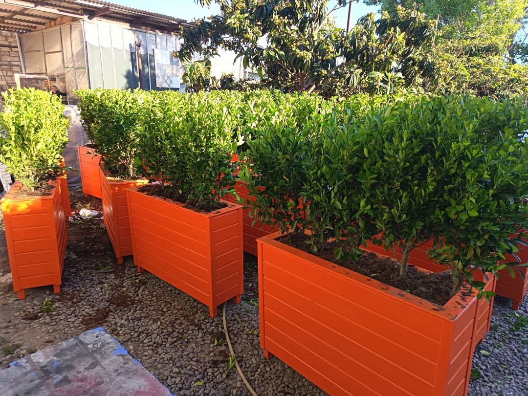 Restoranlar üçün dibçəklər — Bitkilər, Bakı (7)