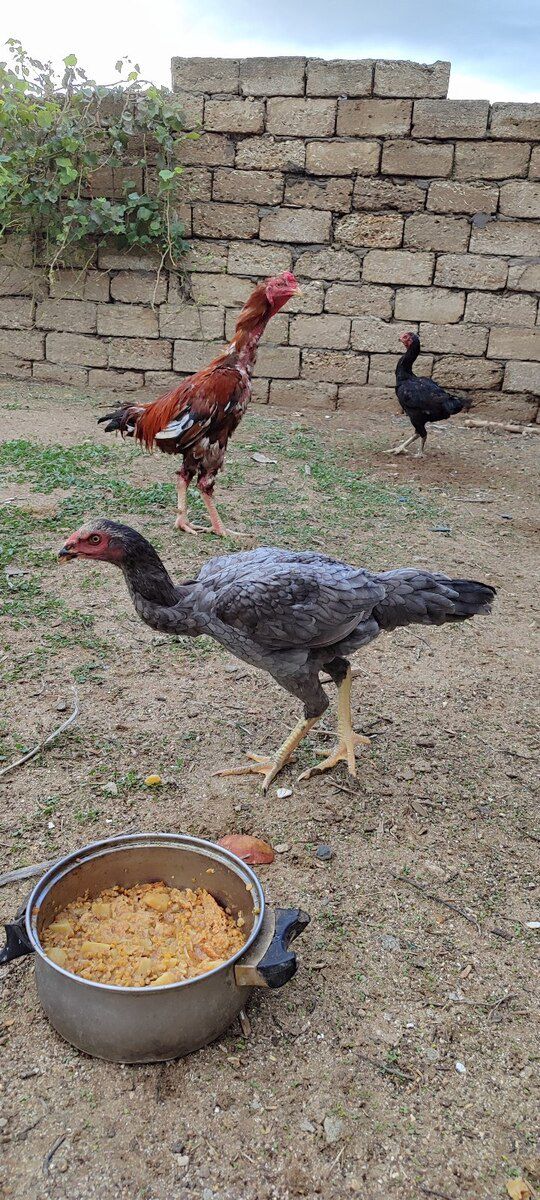 Heyratı xoruzu — Quşlar, Bakı (7)