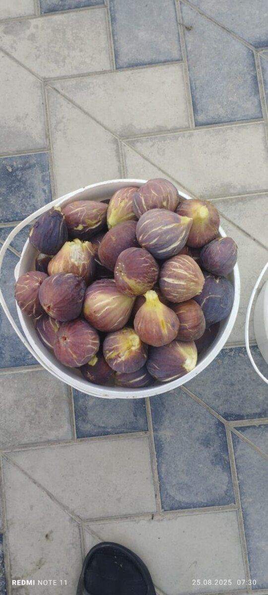 Qara əncir — Bitkilər, Bakı (2)