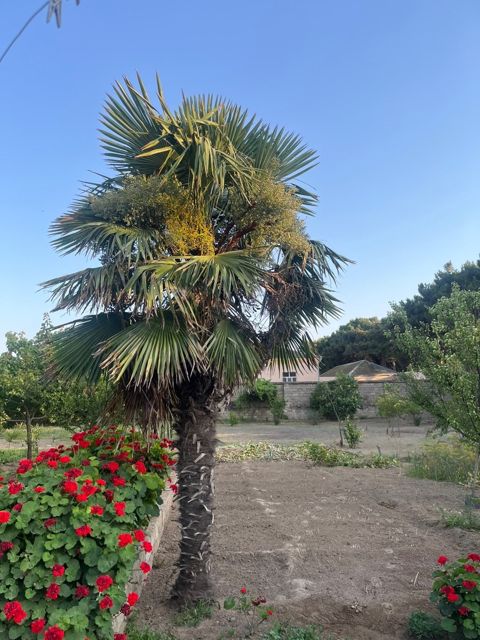 Palma ağacı — Bakı