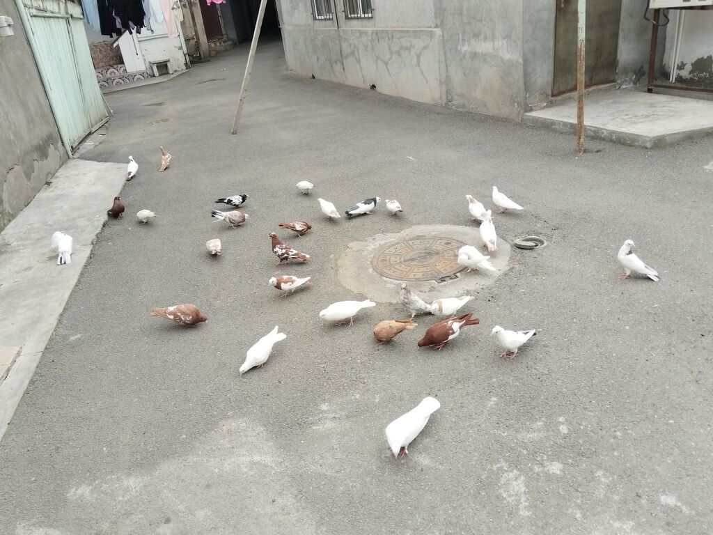 Quşlar satılır 29 quş gəncə 0559454515 — Göyərçin, Gəncə (2)