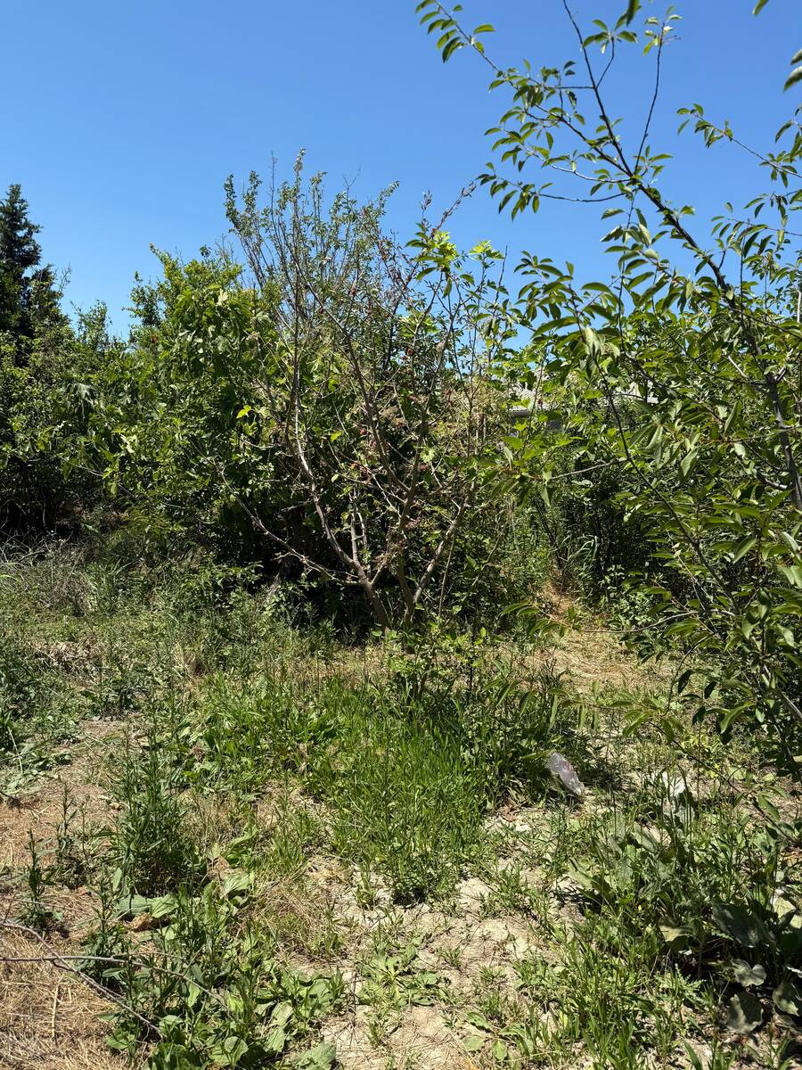 Satılır torpaq 7 sot — Torpaq, Sumqayıt (3)