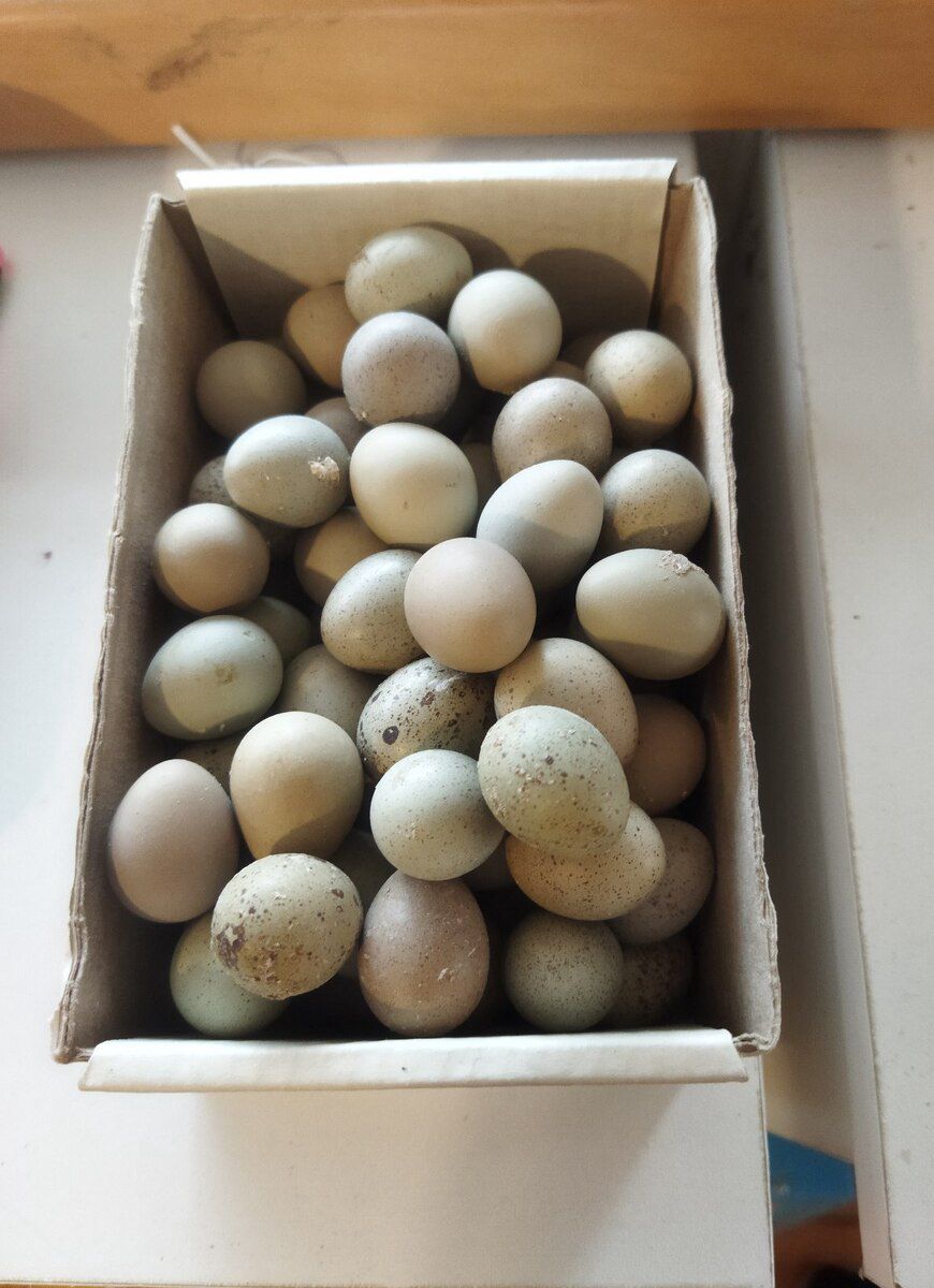 Çin bildirçinləri — Quşlar, Bakı (3)