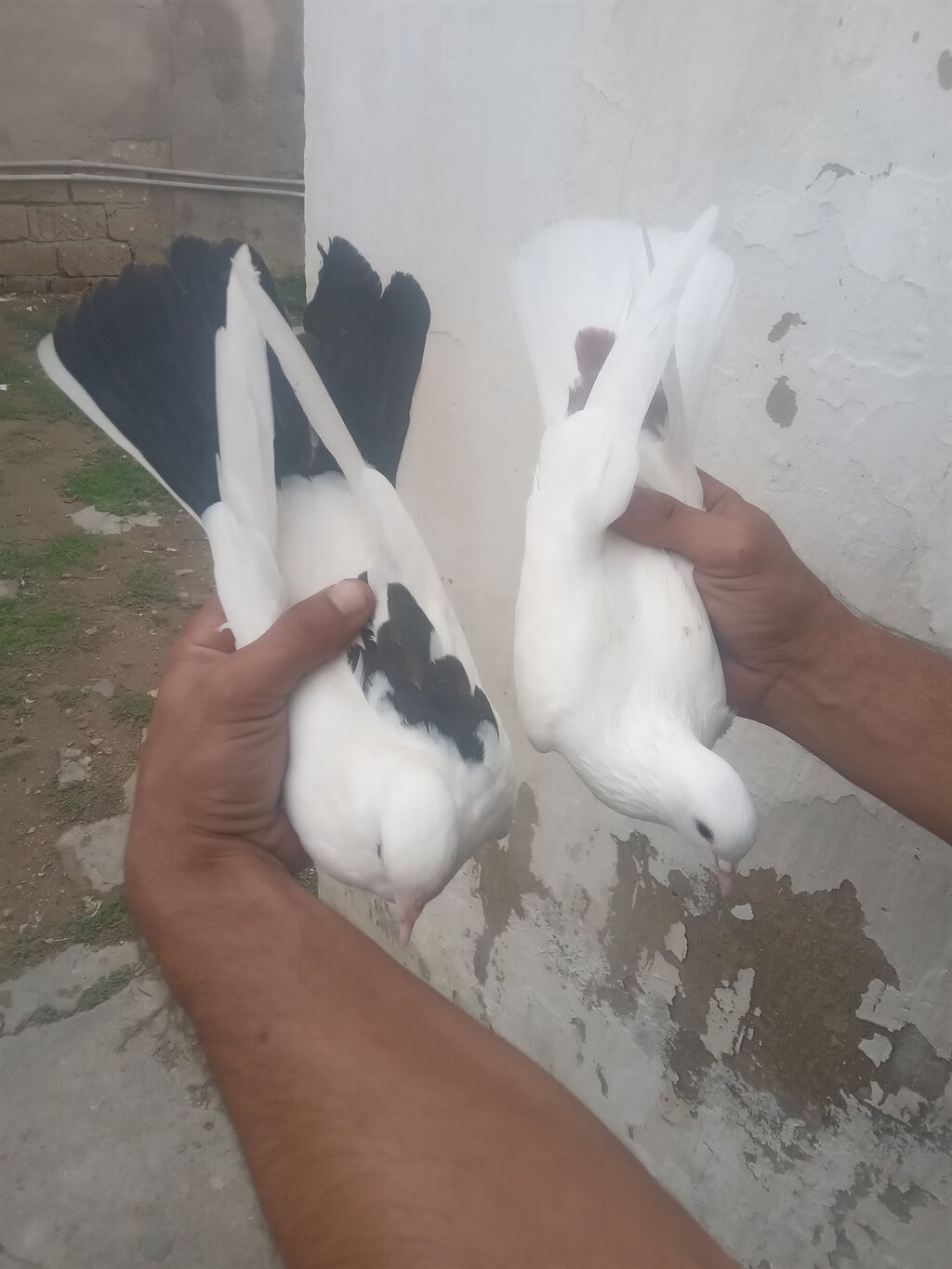 Üçude tutulmadir — Göyərçin, Bakı (3)
