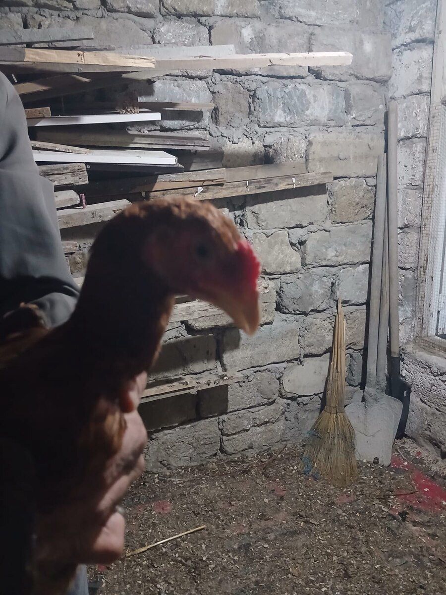 Heyratı — Quşlar, Bakı (3)