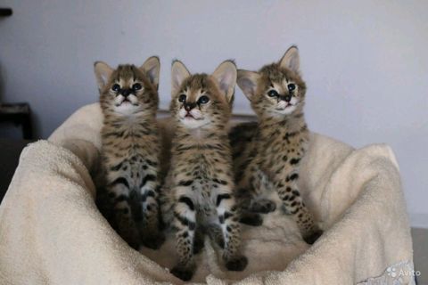 Котята сервала — Bakı