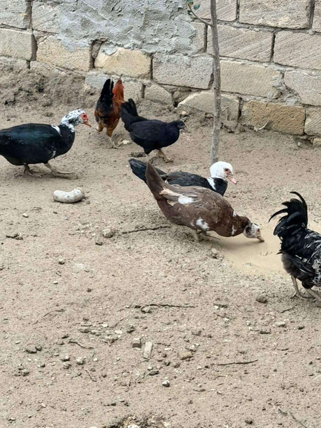 6eded lal ördeydi 4oqlan 2qiz 8 ayliqdilar — Digərləri, Qobu (2)
