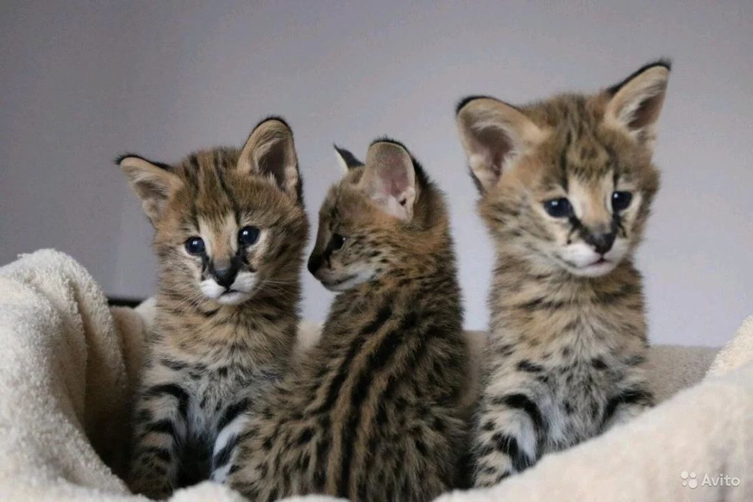 Котята сервала — Pişiklər, Bakı (3)
