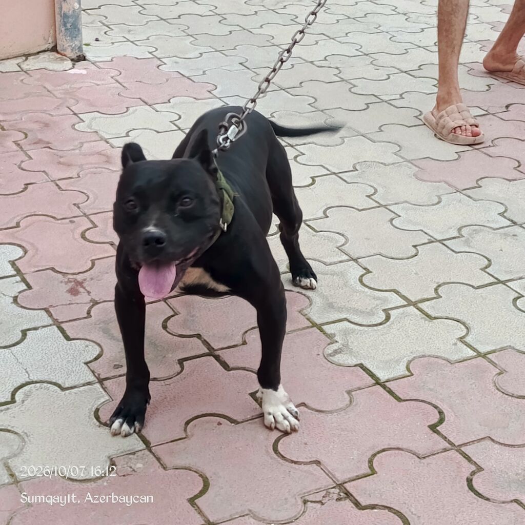 Pitbul, 7 ay, Erkək — Köpəklər, Qobu (4)