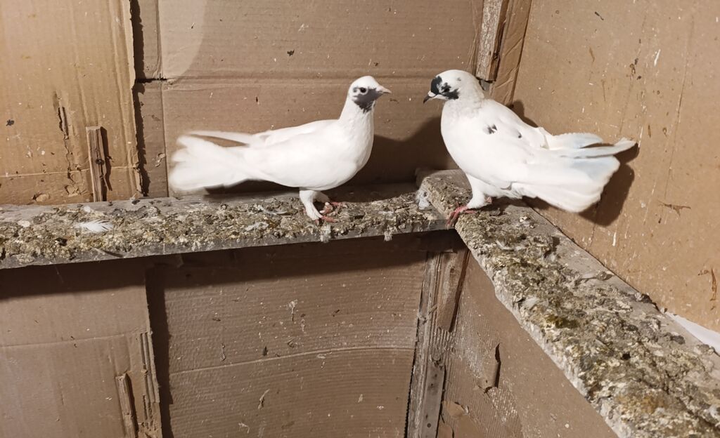 Qusdar göz qabaqinda biri erkeydi obirsin bilmirem unvan ayraport — Göyərçin, Bakı (4)