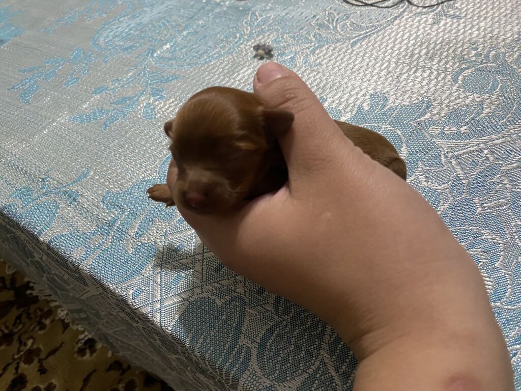 1 ay, Dişi — Köpəklər, Digah (3)