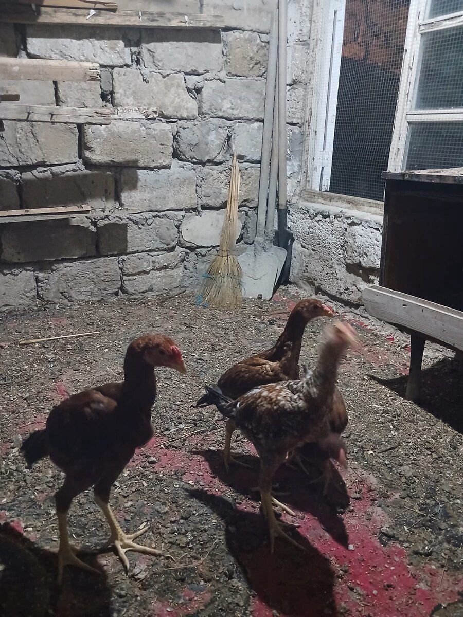 Heyratı — Quşlar, Bakı (5)