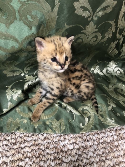 Котята сервала — Pişiklər, Bakı (6)