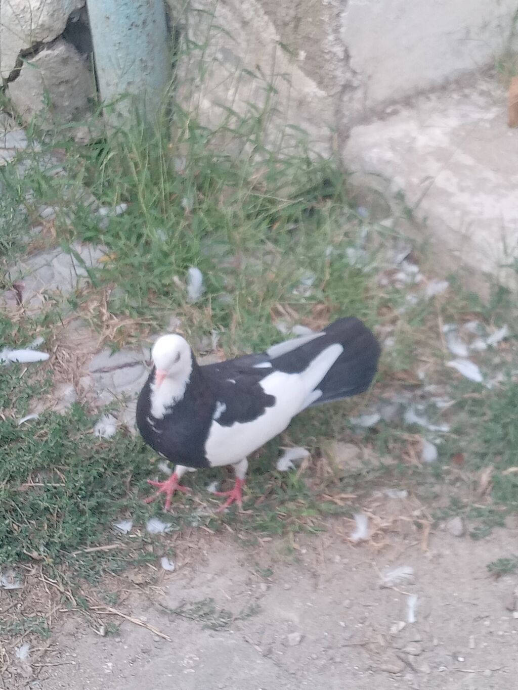 Üçude tutulmadir — Göyərçin, Bakı (5)