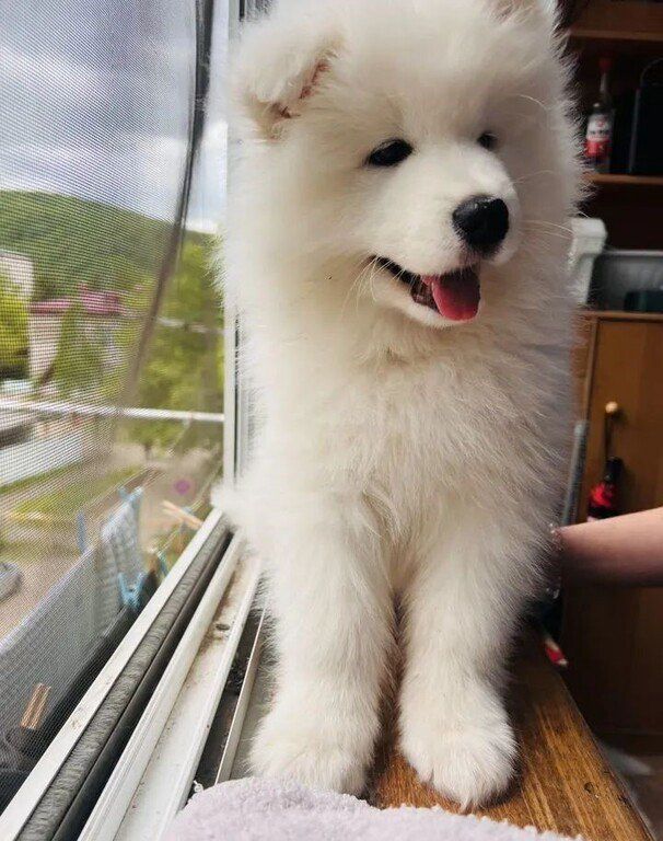 Samoyed — Köpəklər, Bakı (6)