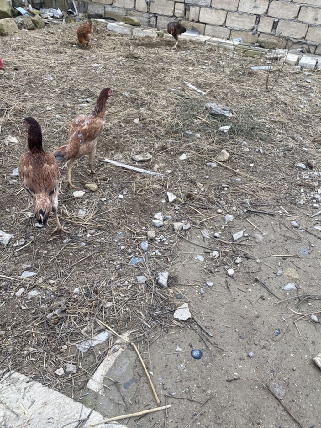 Toyuq cücələri, Ətlik — Toyuq və xoruz, Masazır (4)