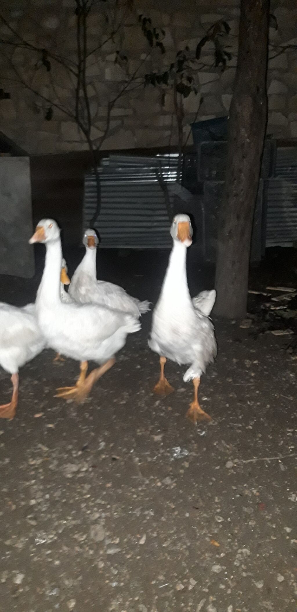 Ruset qazları satılır. - Yaş: 4 aylıq - Növ: Rusiya (Ruset) qazları — Digərləri, Gəncə (3)