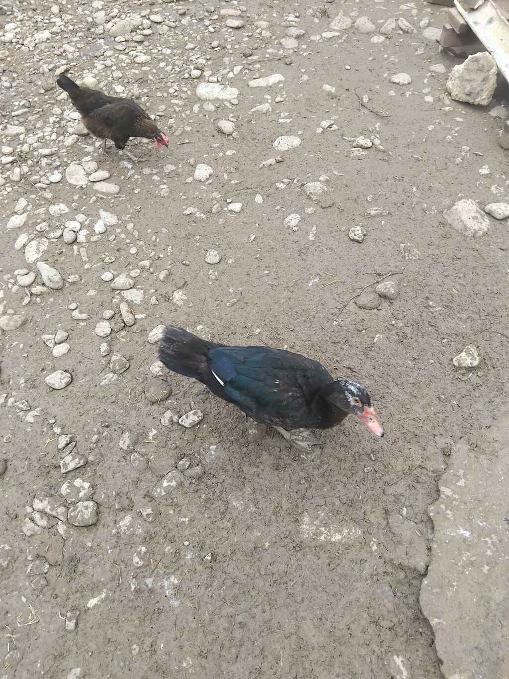 5 eded lal ördek 2 erkey 3 dişi cins qiymet sondu Məhsul təsviri — Digərləri, Şamaxı (4)