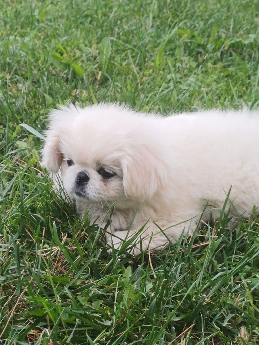 Pekines — Köpəklər, Şəmkir (4)