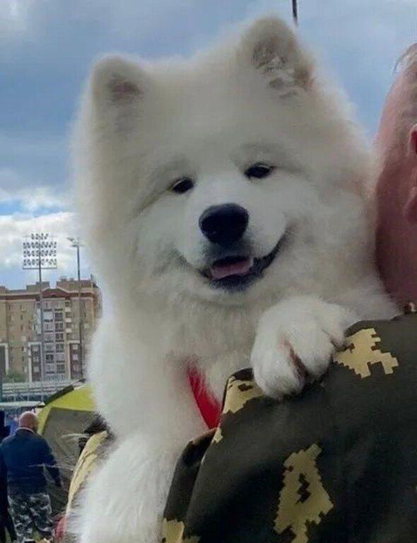 Samoyed — Köpəklər, Bakı (3)
