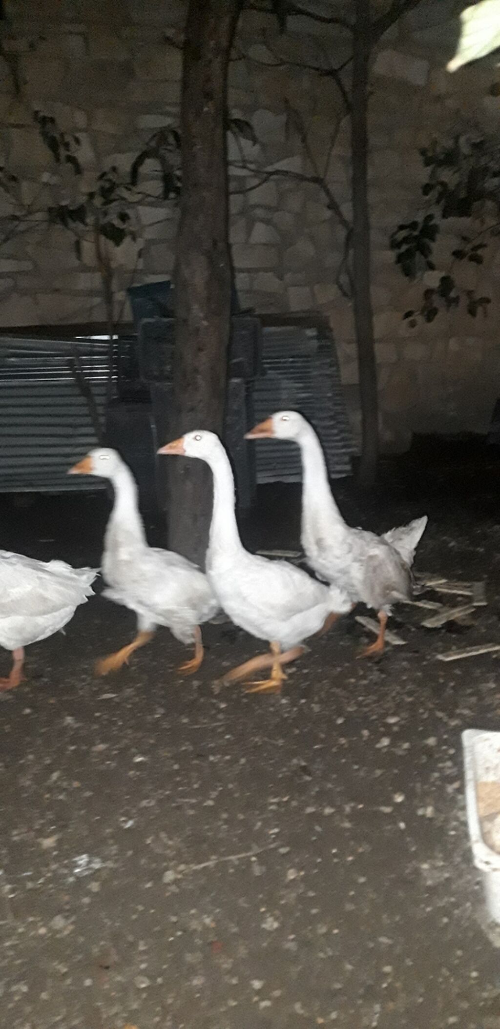 Ruset qazları satılır. - Yaş: 4 aylıq - Növ: Rusiya (Ruset) qazları — Digərləri, Gəncə (2)