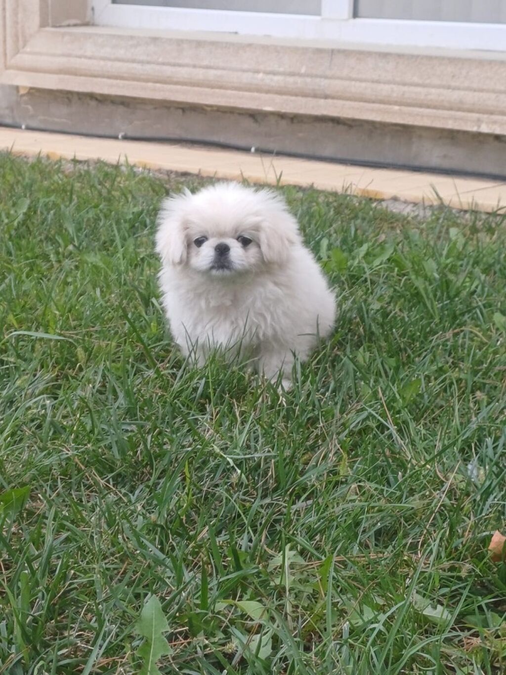 Pekines — Köpəklər, Şəmkir (3)