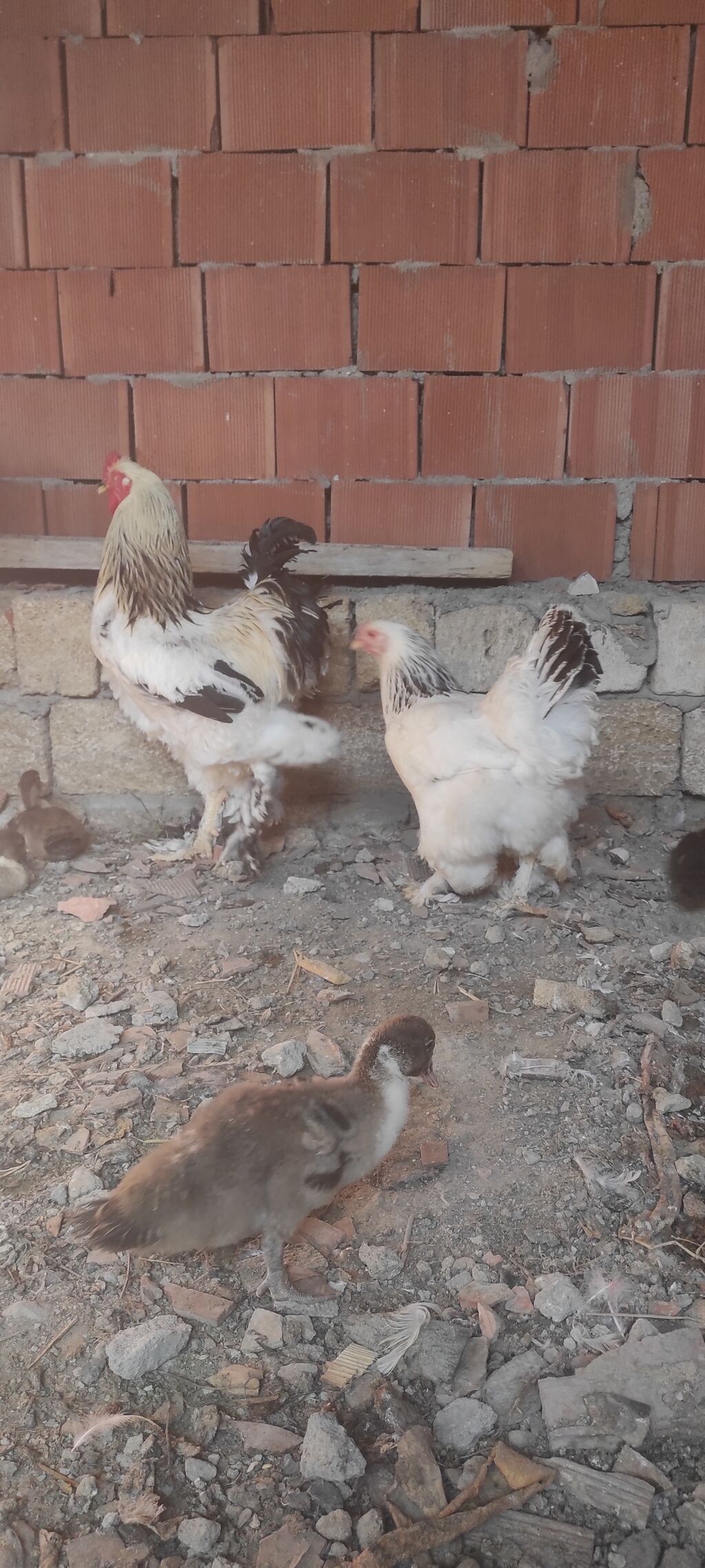 Toyuq, Brama, Damazlıq — Toyuq və xoruz, Bakı (4)
