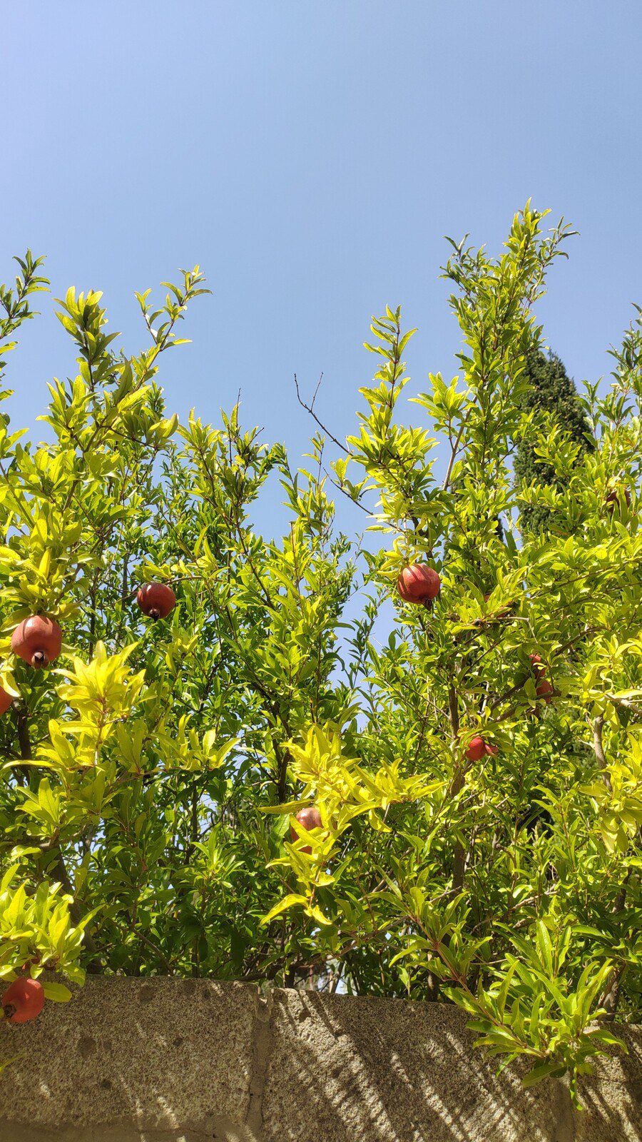 Satılır torpaq 6 sot — Torpaq, Bakı (4)