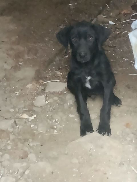 Labrador qara rengli 3 aylıq erkekdi ünvan Bakı savxoz Ramana — Digah
