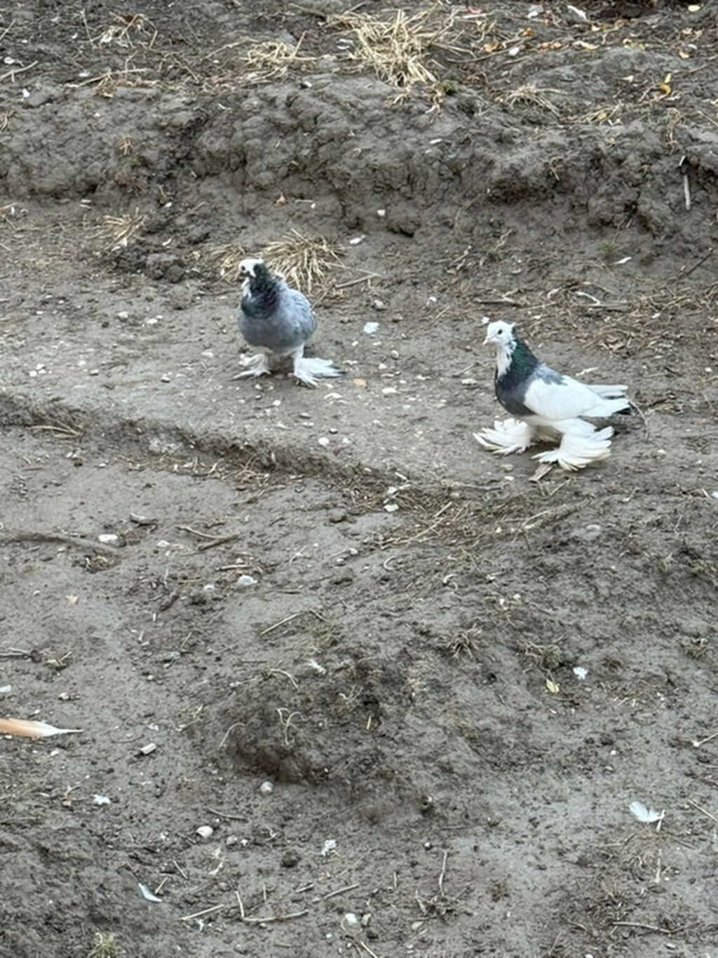 Bir cut goy agbaslar satilir ciddi alicilar yazsin — Göyərçin, Mingəçevir (3)