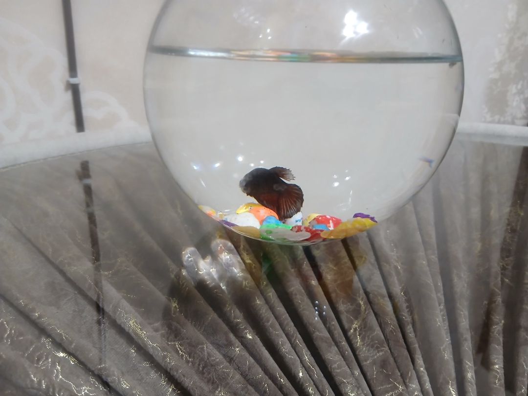 Akvarium və balıq — Akvariumlar və balıqlar, Sumqayıt (4)