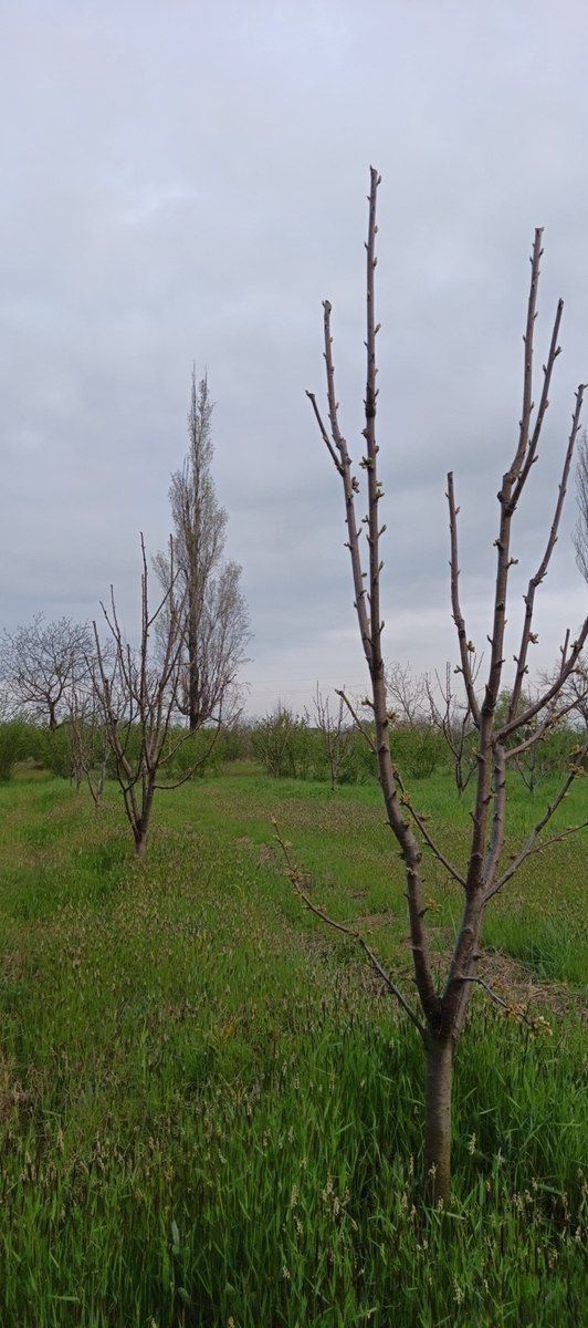 27 sot torpaq sahəsi, Xudat ş — Torpaq, Xudat (4)