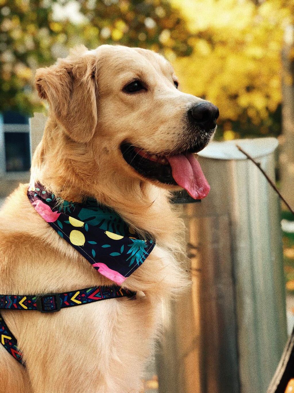 Retriever, 8 il, Erkək, Peyvəndli, Ünvandan götürmə — Köpəklər, Bakı (2)
