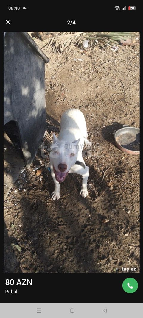 Pitbul, 1 il, Dişi — Bakı