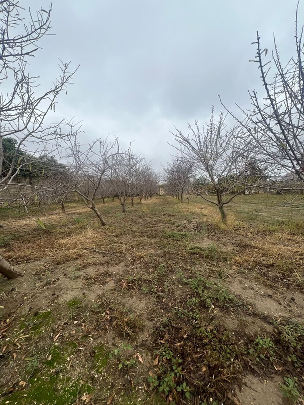 Kənd təsərrüfatı, Mülkiyyətçi — Torpaq, Digah (4)
