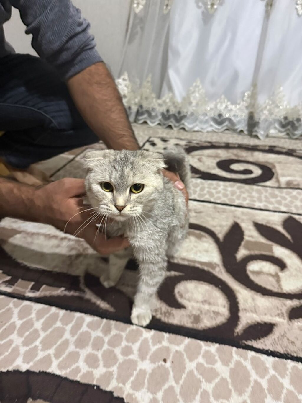 Şotland — Pişiklər, Digah (4)