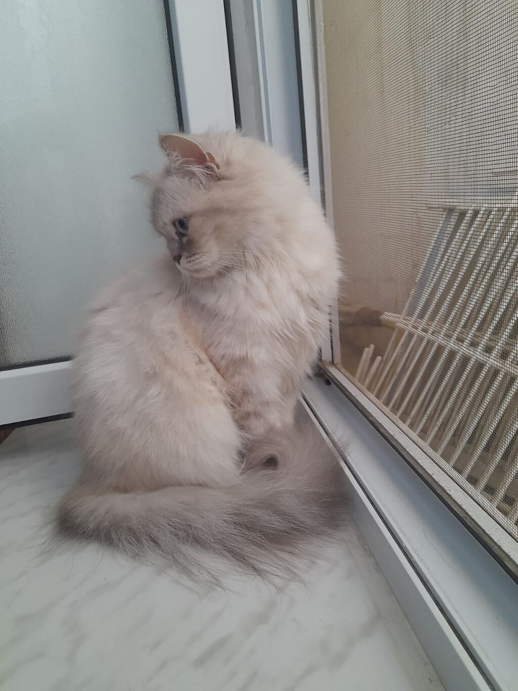 Şinşilla, Dişi, Yaxşı əllərə, Ödənişli çatdırılma — Pişiklər, Xırdalan (3)