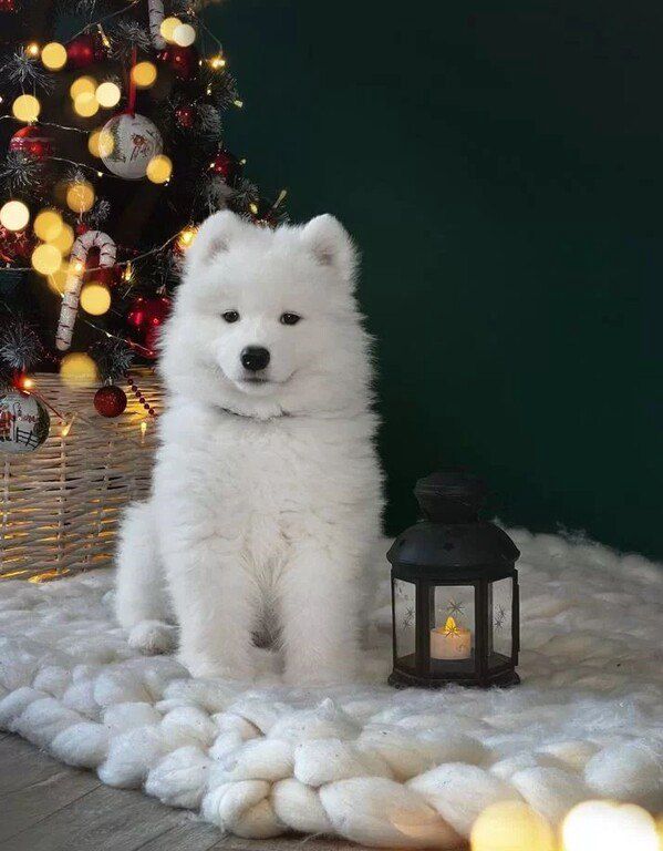 Samoyed — Köpəklər, Bakı (4)