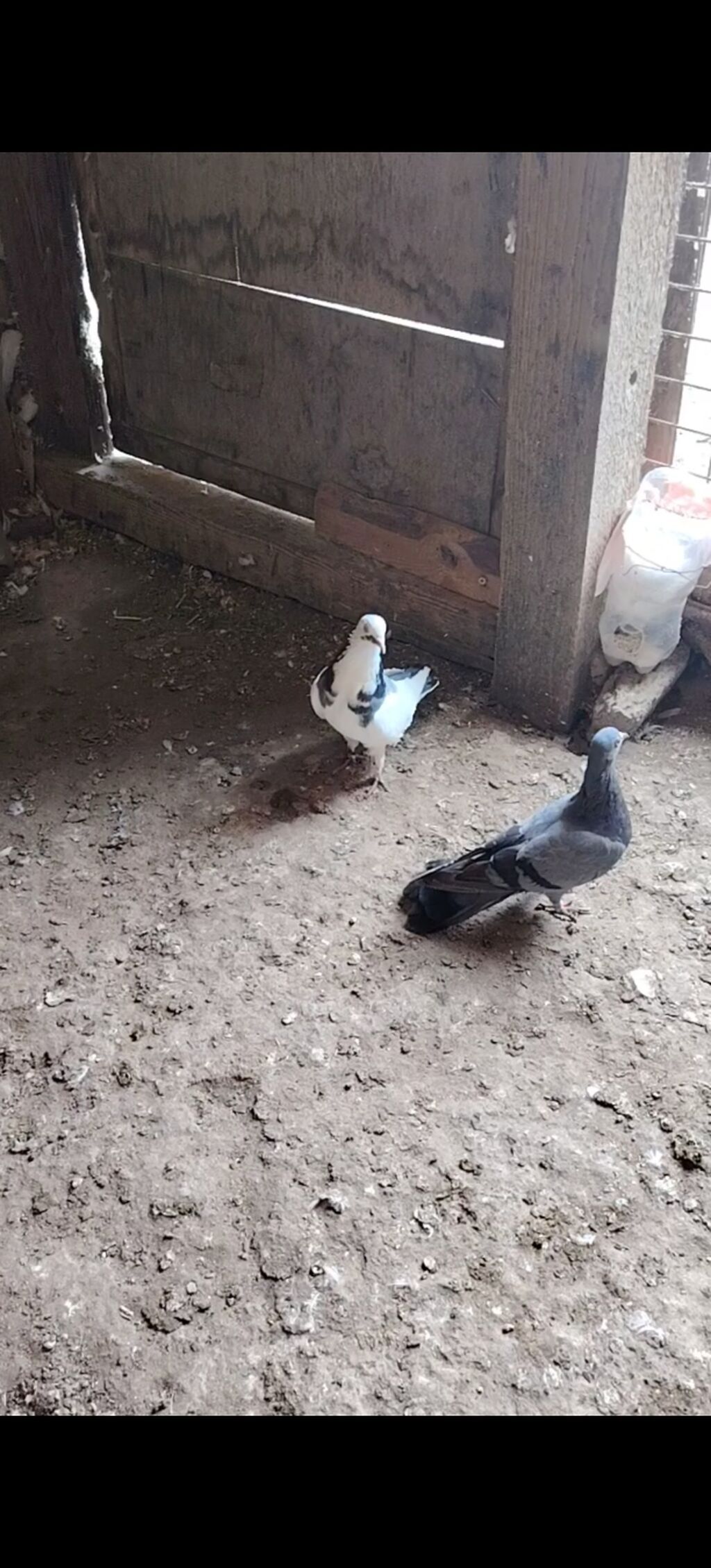 Cep erkey goy kemeri maya hazir cutduler balalrida var goy boynu — Göyərçin, Bakı (3)