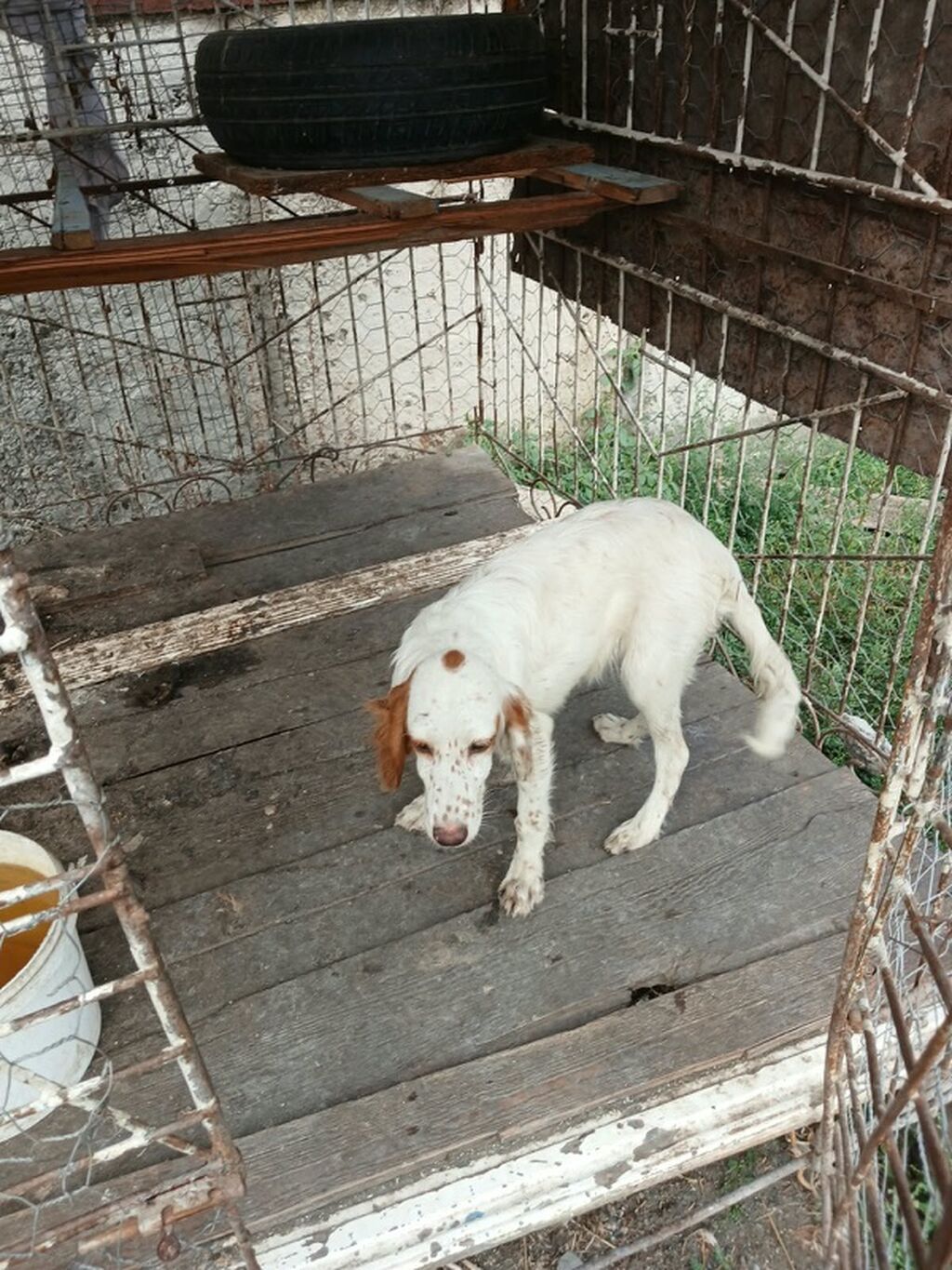 Dişi — Köpəklər, Ağdaş (3)